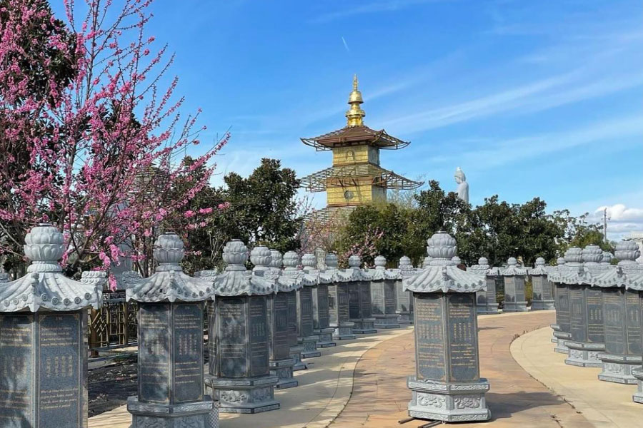 Celebration of Lunar New Year - Almond Tree Blooming  - Tam Tu Temple - Vo Uu Monastery