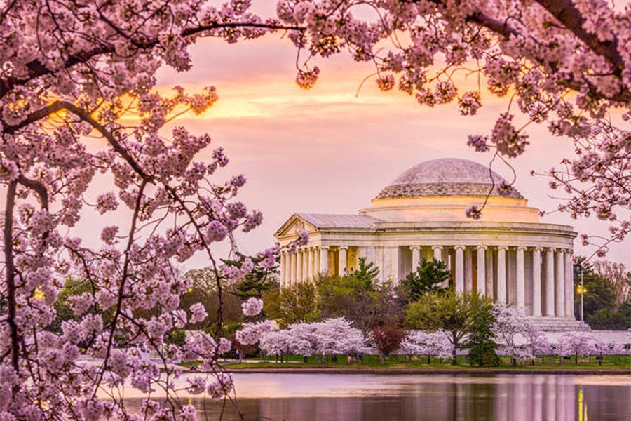 Washington DC - Wonderful Cherry Blossom Festival and New York's Financial District Tour